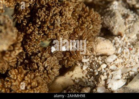 Pfau-Schwanz Anemone Shrimp (White-Patched Anemone Shrimp) - Periclimenes brevicarpalis Stockfoto