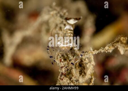 Pfau-Schwanz Anemone Shrimp (White-Patched Anemone Shrimp) - Periclimenes brevicarpalis Stockfoto