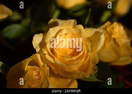 Blumenstrauß aus leuchtenden gelben Rosen close-up vor dunklem Hintergrund, floral background mit großen rosenknospen von Sun lit Stockfoto
