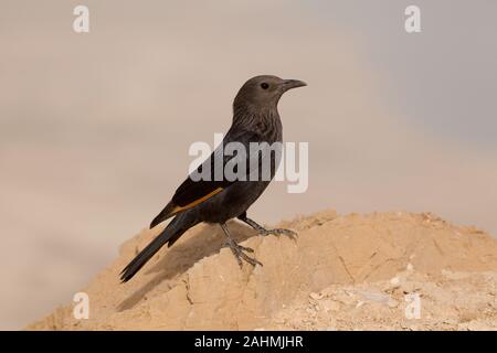 Weibliche Tristram's Starling oder Tristram Grackle (Onychognathus tristramii's). In Israel, dem Toten Meer fotografiert, im Dezember Stockfoto