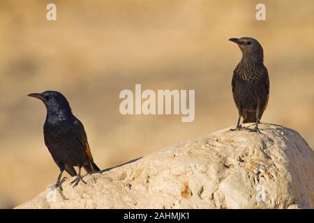 Männliche und weibliche Tristram's Starling oder Tristram Grackle (Onychognathus tristramii's). In Israel, dem Toten Meer fotografiert, im November Stockfoto