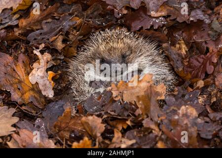 Hedgehog (Wissenschaftlicher Name: Erinaceus Europaeus) Wilde, Eingeborener, Europäische Igel im natürlichen Lebensraum Wald überwintern. Zu einer Kugel zusammengerollt. Landschaft Stockfoto