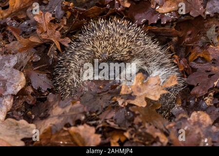 Hedgehog (Wissenschaftlicher Name: Erinaceus Europaeus) Wilde, Eingeborener, Europäische Igel im natürlichen Lebensraum Wald überwintern. Zu einer Kugel zusammengerollt. Landschaft Stockfoto