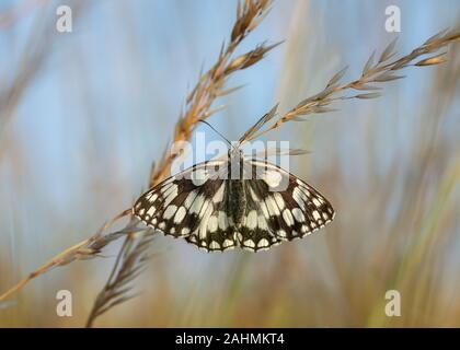 Marbled White Butterfly ruht auf Gras in der South Downs National Park West Sussex Stockfoto