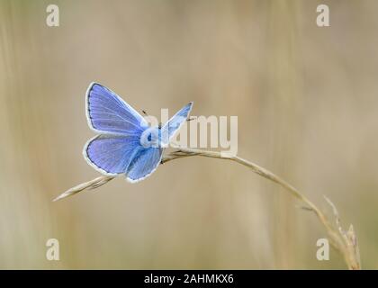 Männliche gemeinsame blauer Schmetterling ruht auf einem Grashalm in der South Downs National Park West Sussex Stockfoto