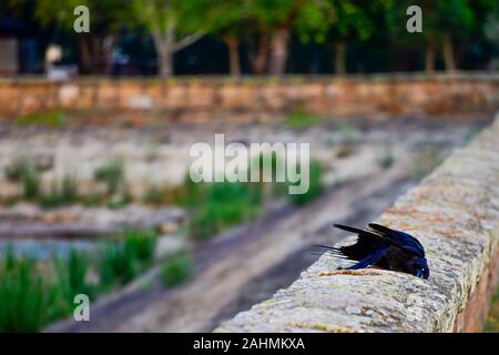 Australische Rabe, Krähe, Corvus Coronoides, kratzen Sie Federn auf alte Sandsteinmauer Stockfoto