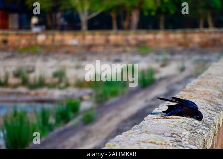 Australische Rabe, Krähe, Corvus Coronoides, kratzen Sie Federn auf alte Sandsteinmauer Stockfoto