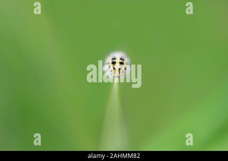 Gesicht auf Makro von sechs Spot burnet Motte Caterpillar flache Tiefenschärfe fine art fühlen Stockfoto