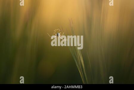 Winzige Spinne auf Gras mit goldenem Licht und Fine Art Fotografie fühlen Stockfoto