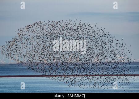 Morecambe Bay, Morecambe, Lancashire 31. Dezember 2019, Überwinterung Oyster Catcher sind im Flug durch die Morgensonne während eines kalten hellen Morgen auf der Lancashire Küste mit Temperaturen erwartet in den einzelnen Abbildungen für den Rest des Tages zu bleiben gefangen. Credit: Fotografieren Nord/Alamy leben Nachrichten Stockfoto