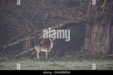 Damwild doe an Knepp Burg West Sussex im Herbst von gefallenen Niederlassung gerahmte genommen Stockfoto