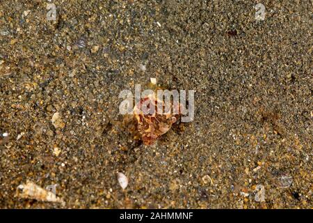 Harlekin Schwimmen Krabben, Lissocarcinus laevis, ist eine Pflanzenart aus der Gattung der Krabben in der Familie Portunidae Stockfoto