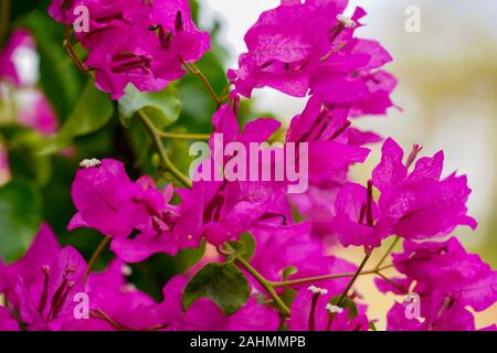 Rosa Blumen von einer Bougainvillea Busch Nahaufnahme auf der griechischen Insel Kefalonia, Ionische Meer, Griechenland Stockfoto