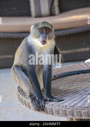 Sykes' Affen (Cercopithecus albogularis), oder blauen Affen (Cercopithecus mitis), in einem luxuriösen Hotel Zanzibar, stehlen die Begrüßung Obstteller Stockfoto