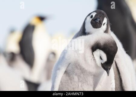 Kaiserpinguine auf Snow Hill, Antarktis Stockfoto