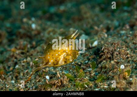 Longhorn cowfish, Lactoria cornuta, auch genannt die gehörnten Kofferfisch, ist eine Vielzahl von kofferfisch aus der Familie Ostraciidae Stockfoto