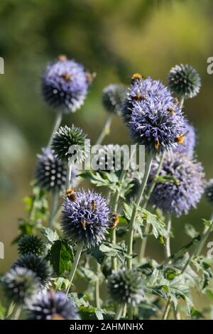 Gemeinsame Carder Bienen (Bombus Pascuorum) & Schwebfliegen (Episyrphus balteatus) Feed zusammen auf Weltkugel Thistle Blumen (Echinops Bannaticus) Stockfoto