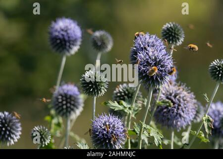 Mehrere Hummeln und eine Vielzahl von schwebfliegen Sammeln auf den Kopf eines Globus Thistle (Echinops Ritro) Stockfoto