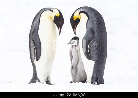 Kaiserpinguine auf Snow Hill, Antarktis Stockfoto