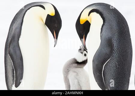Kaiserpinguine auf Snow Hill, Antarktis Stockfoto