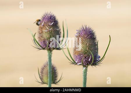 Eine kleine Gruppe von Wilden Teasels (Dipsacus fullonum), wo eine Hummel gesehen Sitzen auf einer der Blüten im Hintergrund. Stockfoto