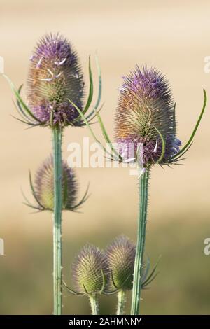 Mehrere Staats Wilde Karde (Dipsacus fullonum) Am frühen Morgen Sonnenschein gegen einen hellen Hintergrund Stockfoto