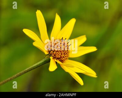 Gelbe Ox Heliopsis helianthoides Auge daisy flower Stockfoto