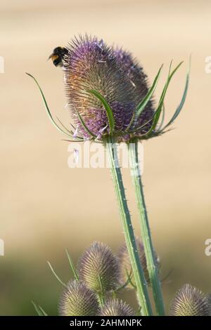 Buff-tailed Hummel (Bombus terrestris) Ernährung auf eine Wilde Karde (Dipsacus fullonum) an einem sonnigen Morgen im Sommer Stockfoto