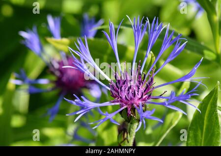 Nahaufnahme auf große blaue Flasche Centaurea montana Blume Stockfoto