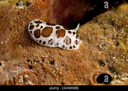 Leopard Star Schnecke oder Kuh Schnecke, Peltodoris atromaculata, Idalia atromaculata Stockfoto