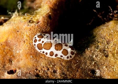 Leopard Star Schnecke oder Kuh Schnecke, Peltodoris atromaculata, Idalia atromaculata Stockfoto