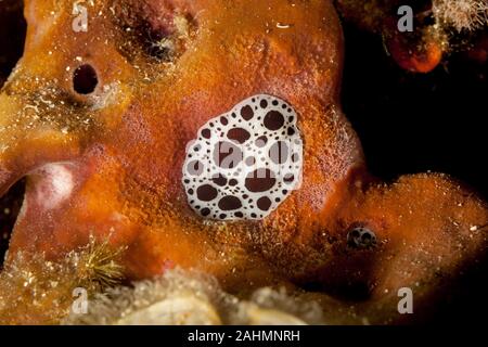 Leopard Star Schnecke oder Kuh Schnecke, Peltodoris atromaculata, Idalia atromaculata Stockfoto