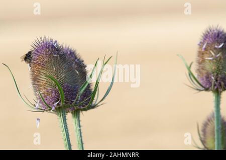 Eine Hummel, die sich von einer Gruppe von Wilde Karde (Dipsacus fullonum) Blumen Stockfoto