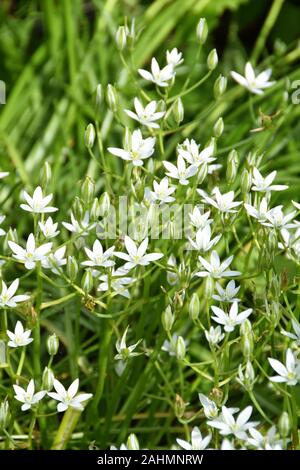 Sternförmige White Star of Betlehem Blumen in einem Garten Stockfoto