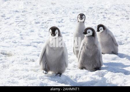 Kaiserpinguine auf Snow Hill, Antarktis Stockfoto