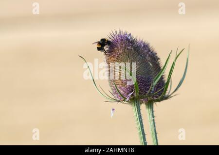 Buff-tailed Hummel (Bombus terrestris) Feeds auf eine Wilde Karde (Dipsacus fullonum) im Sommer Sonnenschein Stockfoto