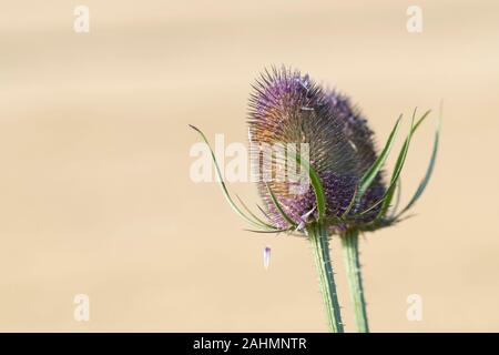 Zwei Köpfe von Wilde Karde (Dipsacus fullonum) im Sommer Sonnenschein gegen einen hellen Hintergrund Stockfoto