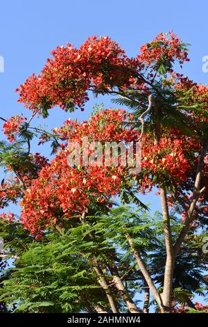 Flamboyant tree Delonix regia Blüte gegen den blauen Himmel Stockfoto