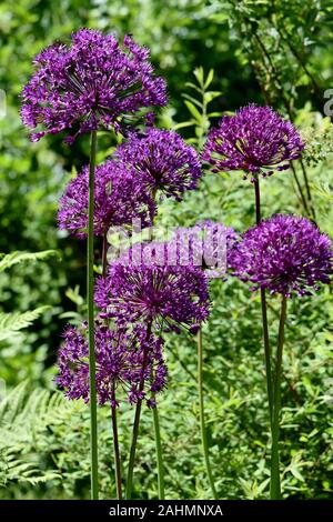 Close-up auf lila Allium Blütenköpfe in einem Garten Stockfoto