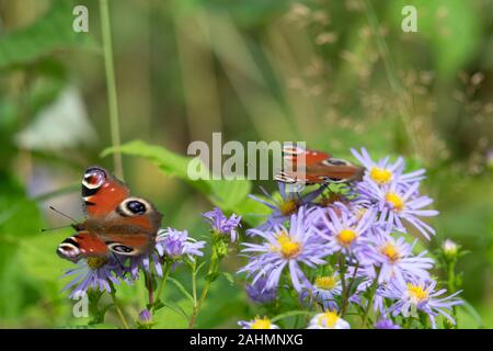 Ein paar Peacock Butterflies (Aglais IO) sitzen im Spätsommer auf den Blumen einer Michaelmas Daisy (Symphyotrichum Novi-Belgii) Stockfoto