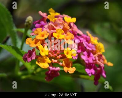 Schöne rosa und gelb Lantana Blume in einem Garten Stockfoto