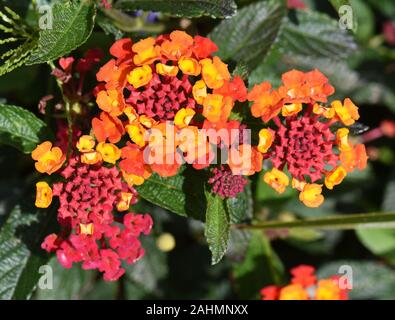 Schön rot und gelb Lantana Blume in einem Garten Stockfoto