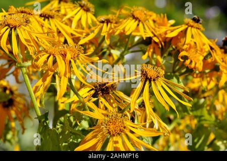 Gelbe Ox Heliopsis helianthoides Auge daisy flower Stockfoto