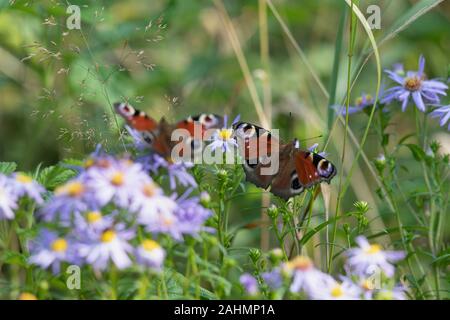 Zwei europäische Peacock Butterflies (Aglais IO), die nebeneinander auf Michaelmas Daisies (Symphyotrichum Novi-Belgii) sitzen Stockfoto