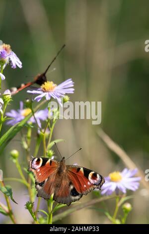 Zwei Peacock Butterflies (Aglais IO), die sich im Sommer von Michaelmas Daisies (Symphyotrichum Novi-Belgii) ernähren Stockfoto