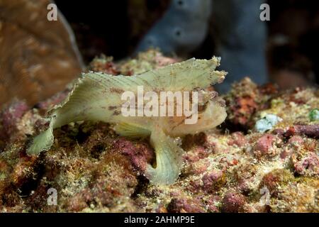 Leaf scorpionfish, Taenianotus triacanthus Stockfoto