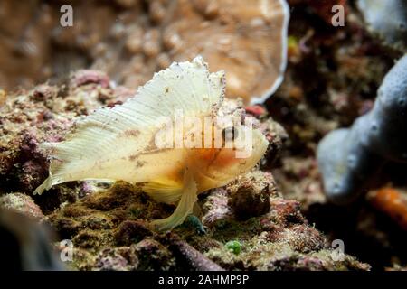 Leaf scorpionfish, Taenianotus triacanthus Stockfoto