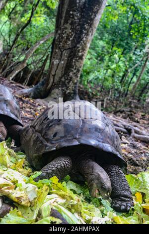 Die Riesenschildkröte (Aldabrachelys gigantea) auf Prison Island, Sansibar, Tansania, Ostafrika Stockfoto