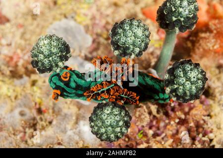 Variable neon Slug oder die düsteren, Nembrotha kubaryana nembrotha Stockfoto