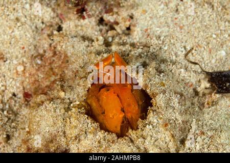 Golden Mantis Shrimp versteckt im Sand, Lysiosquilloides mapia Stockfoto